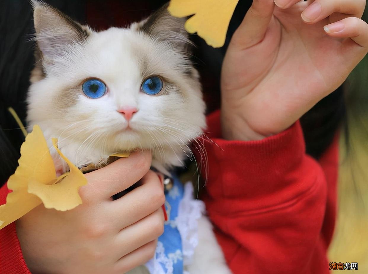 养布偶猫之前必须了解其优缺点 布偶猫品种介绍与图解