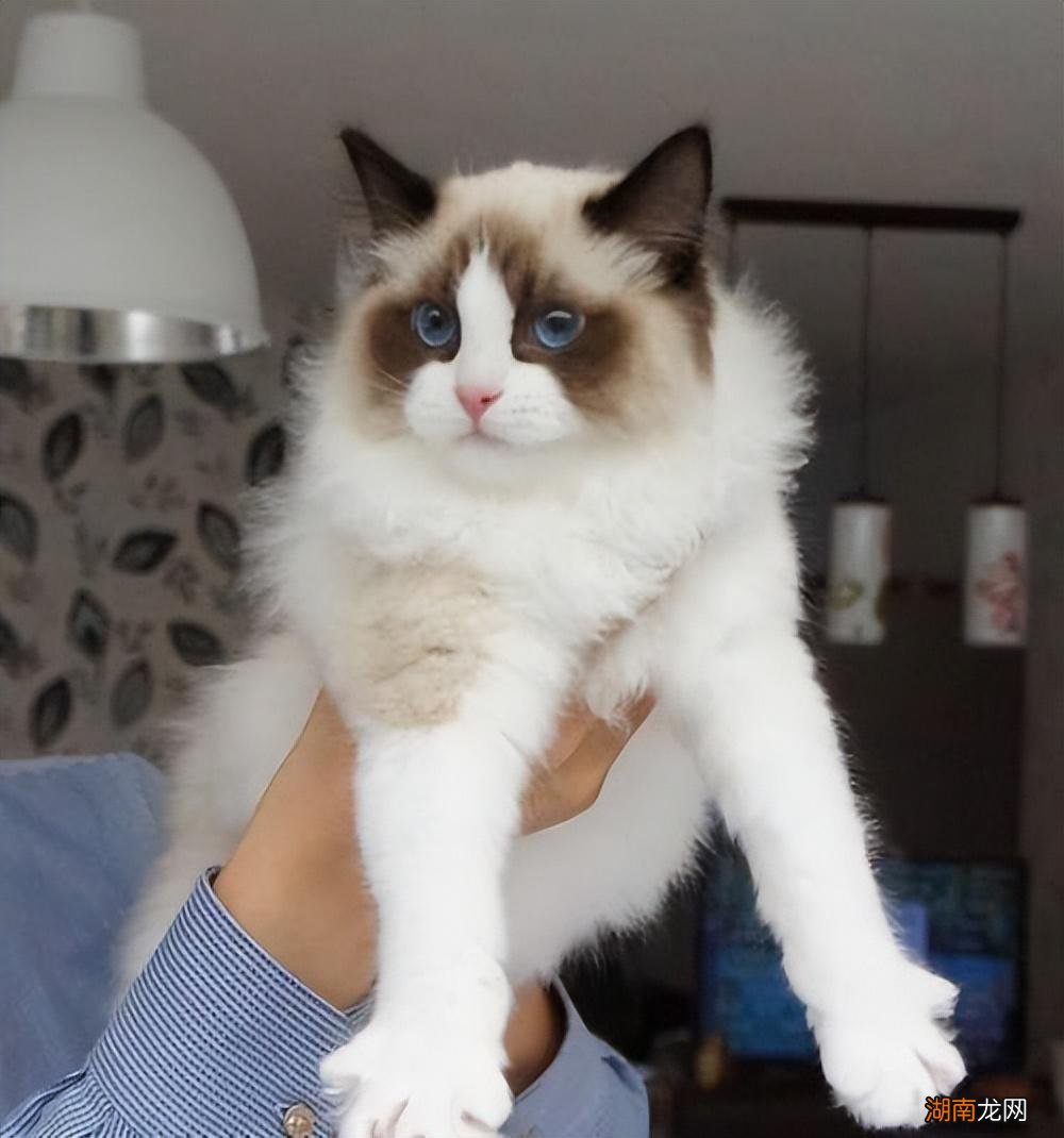 养布偶猫之前必须了解其优缺点 布偶猫品种介绍与图解