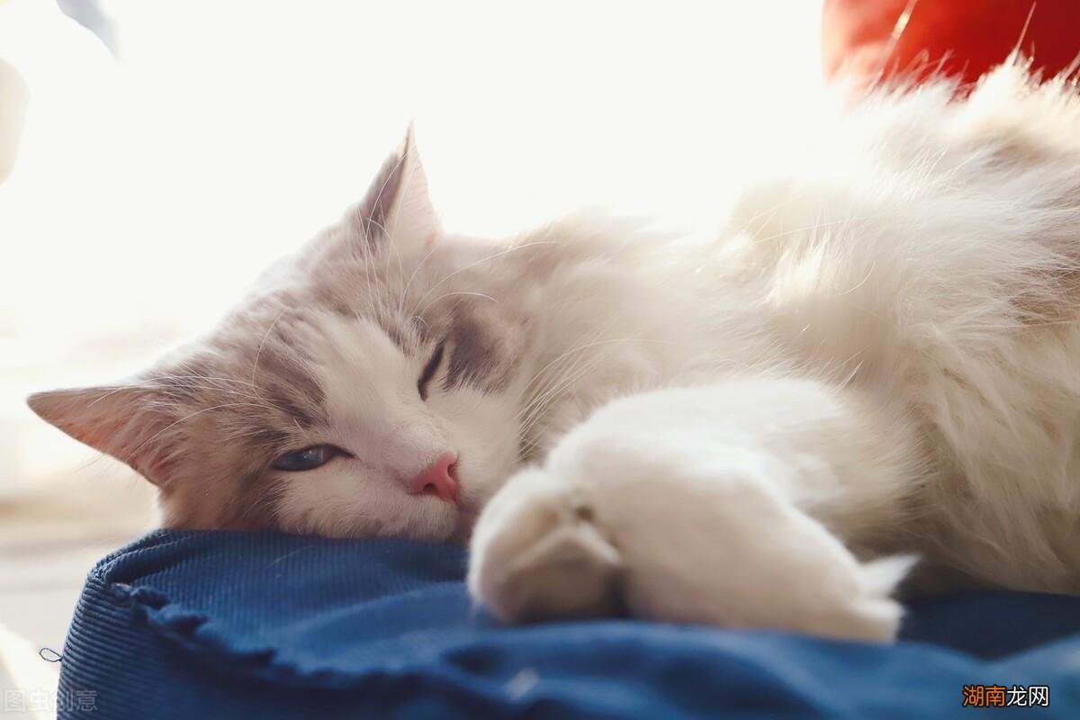 养布偶猫之前必须了解其优缺点 布偶猫品种介绍与图解