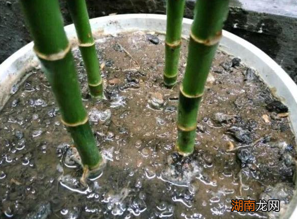 家里土培富贵竹法如何保持绿叶 富贵竹土养方法和注意事项