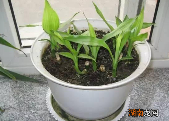 家里土培富贵竹法如何保持绿叶 富贵竹土养方法和注意事项