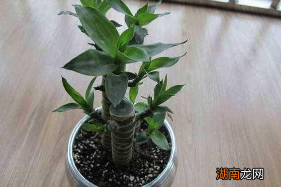 家里土培富贵竹法如何保持绿叶 富贵竹土养方法和注意事项