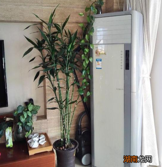 家里土培富贵竹法如何保持绿叶 富贵竹土养方法和注意事项