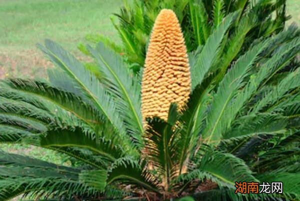 家里室内不建议养铁树的原因 为什么家里不能养铁树