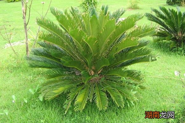 家里室内不建议养铁树的原因 为什么家里不能养铁树