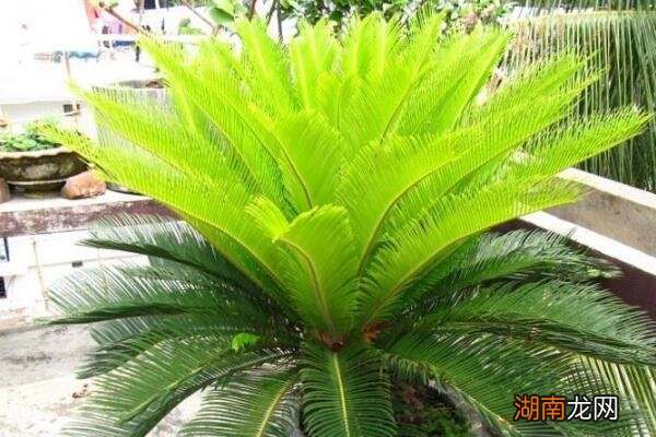 家里室内不建议养铁树的原因 为什么家里不能养铁树