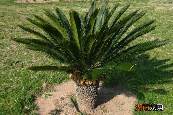 家里室内不建议养铁树的原因 为什么家里不能养铁树