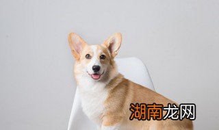 农村养狗一般怎么喂 农村养狗吃什么