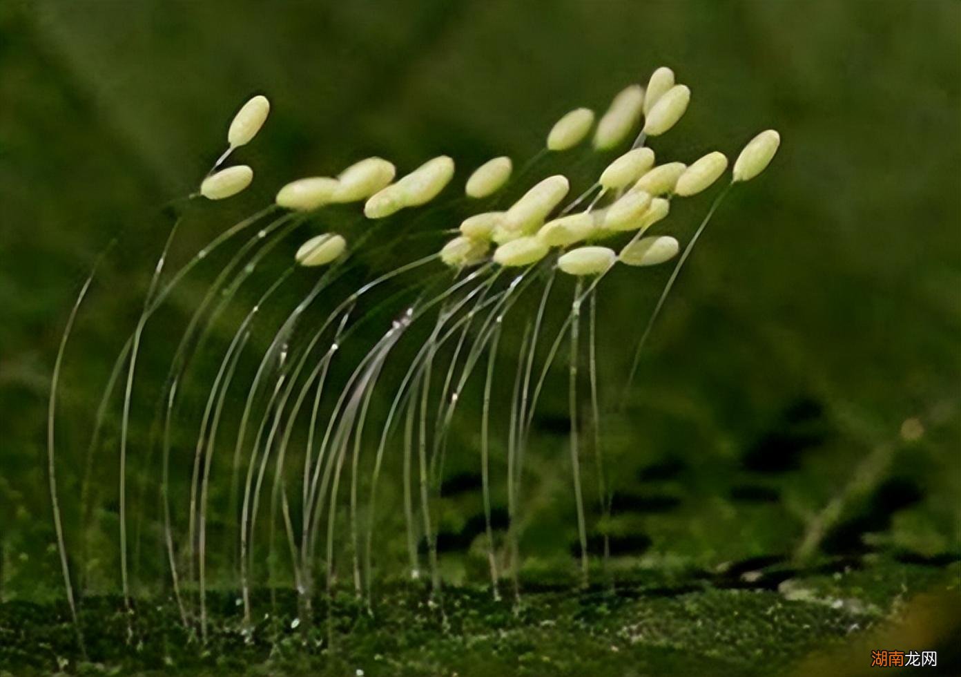 世界上稀有的十种花卉名字 世界上都有什么花比较珍贵