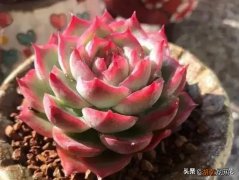 养出的状态高颜值多肉植物品种 十大最美多肉排行榜