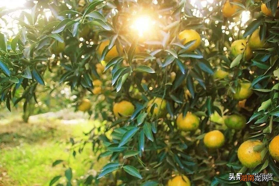 新会陈皮哪个地方的最好 陈皮哪里的正宗又好吃