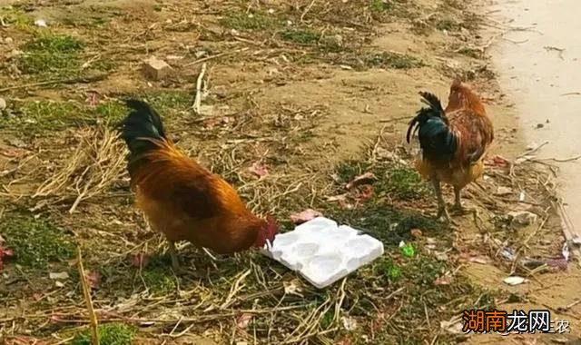 鸡子吃泡沫箱会不会影响它 鸡吃泡沫箱子有害吗