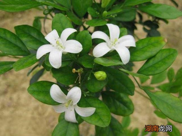 九里香花香浓郁在家里养适合吗 九里香适合室内养吗