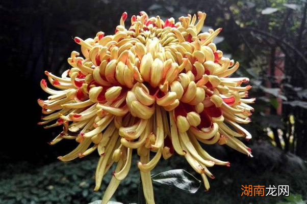 菊花扦插掌握好时间轻松爆盆 菊花扦插繁殖最佳时间和方法