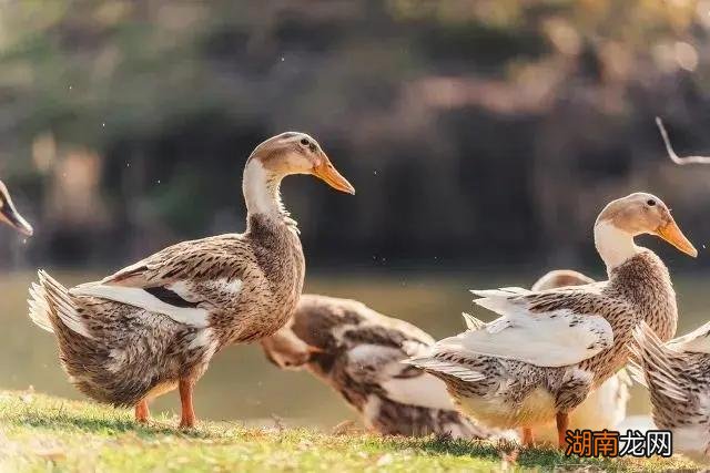 猪的智商相当于12岁小孩吗 猪的智商有多高说明