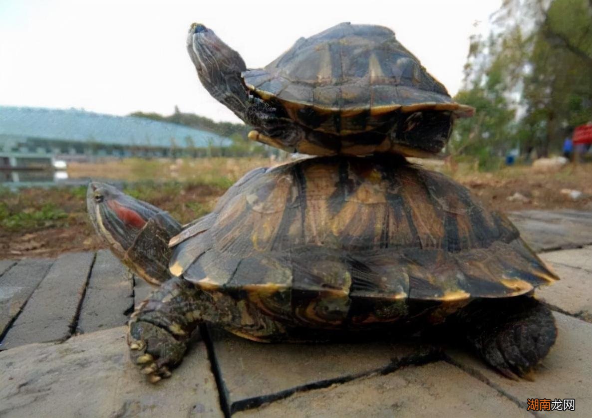 传说中的五大瑞兽介绍 中国五大神兽是哪些图片