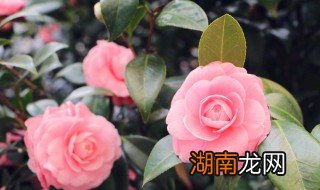家里为什么不能养茶花花 家里为何不能养茶花花