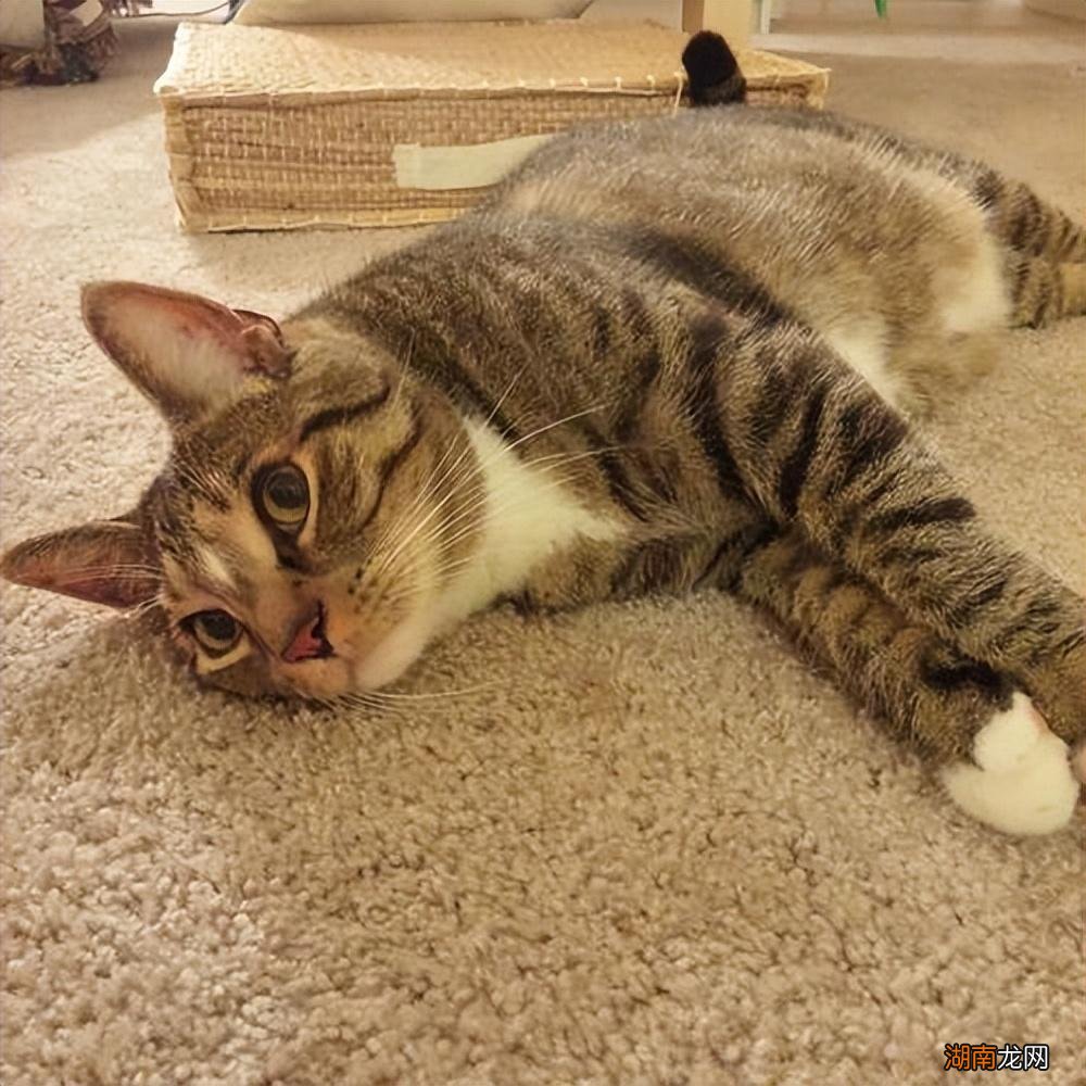 狸花猫忠诚的特征 狸花猫一生只认一个主人是真的吗