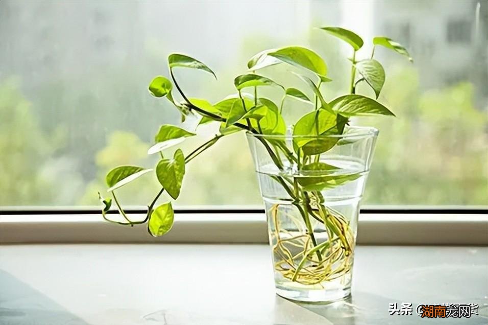 绿萝吸甲醛会变成什么样 绿萝吸甲醛效果好吗