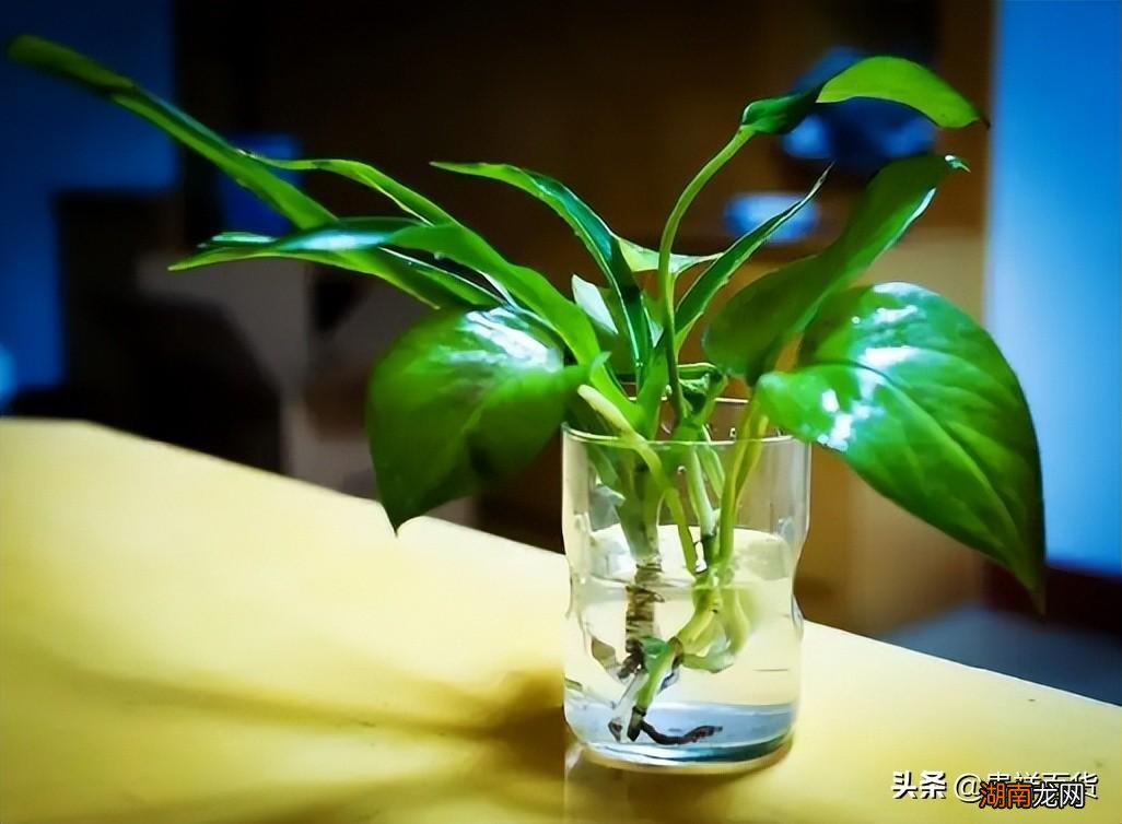 绿萝吸甲醛会变成什么样 绿萝吸甲醛效果好吗