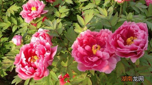 牡丹花生长旺盛不开花 牡丹不开花是什么原因造成的