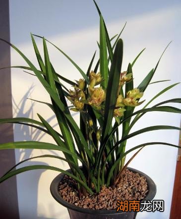 让兰花不烂根长得旺的植料搭配 养兰花最好植料是哪一种