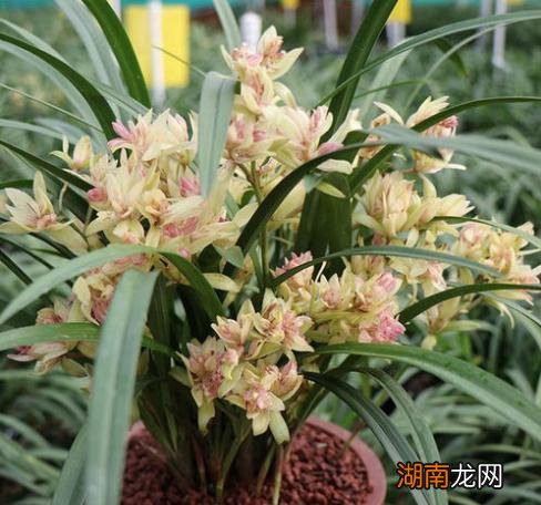 让兰花不烂根长得旺的植料搭配 养兰花最好植料是哪一种