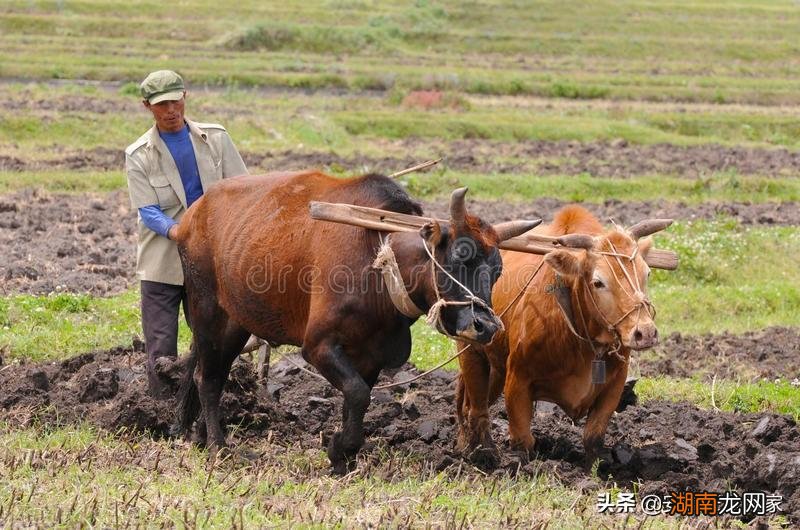 农村养殖牛的真实利润分析 养牛10头牛有多少利润