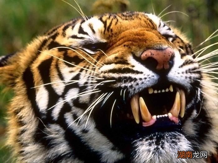 两个品种哪个攻击性更强 野生东北虎和野生孟加拉虎谁厉害