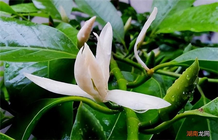 白玉兰的形态特征及生长习性 白玉兰长什么样子描写