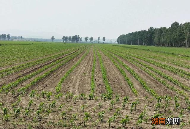 种植玉米底肥怎么配比合理 玉米底肥用什么肥料好