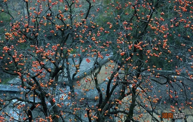 5种果树种家好吃且寓意吉利 院子里栽什么树最好风水