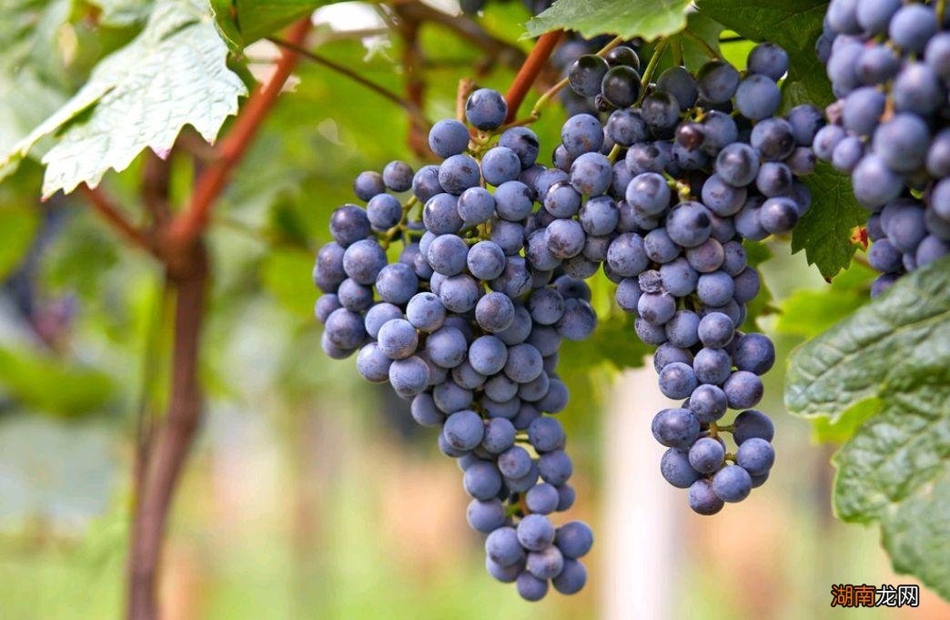 5种果树种家好吃且寓意吉利 院子里栽什么树最好风水