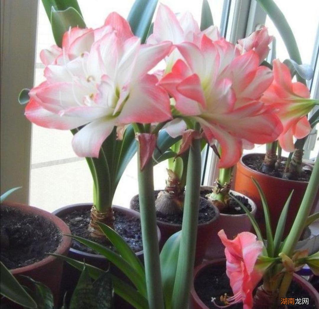 掌握3大技巧快速冒出花箭 朱顶红只长叶子不开花怎么办