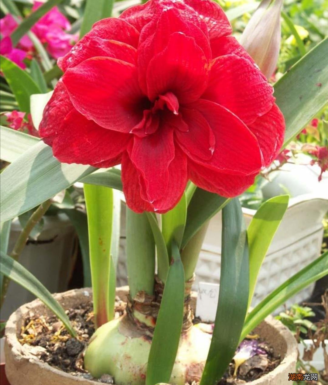 掌握3大技巧快速冒出花箭 朱顶红只长叶子不开花怎么办