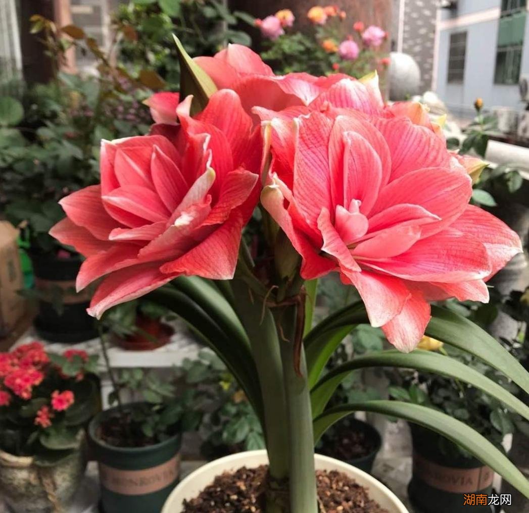 掌握3大技巧快速冒出花箭 朱顶红只长叶子不开花怎么办