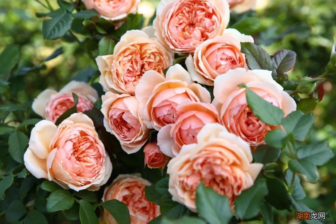 漂亮好养且四季开花的月季 最值得入手的月季品种排名