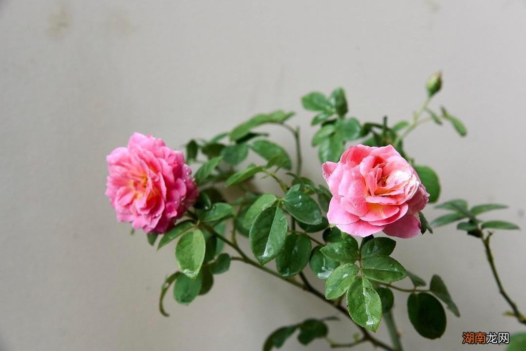 漂亮好养且四季开花的月季 最值得入手的月季品种排名