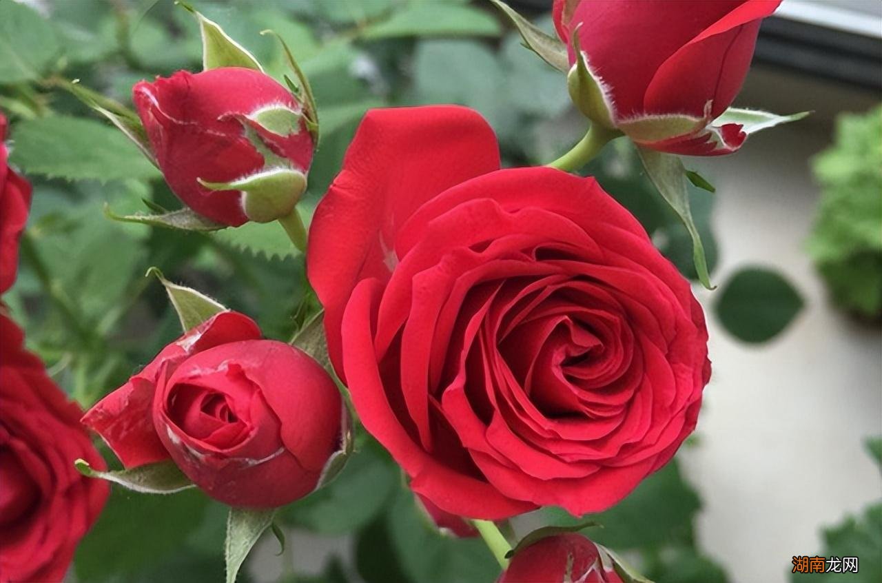 漂亮好养且四季开花的月季 最值得入手的月季品种排名