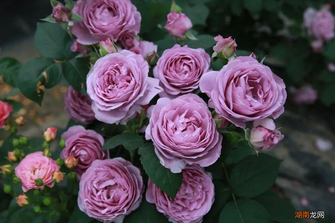 漂亮好养且四季开花的月季 最值得入手的月季品种排名