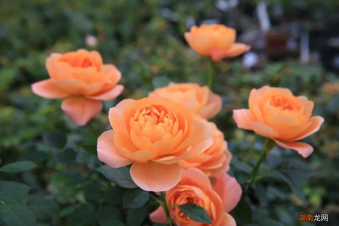 漂亮好养且四季开花的月季 最值得入手的月季品种排名