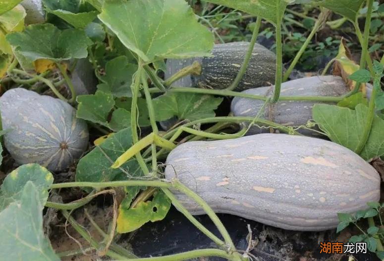 这10种蔬菜耐热耐旱适合栽种 7月份可以种植什么农作物