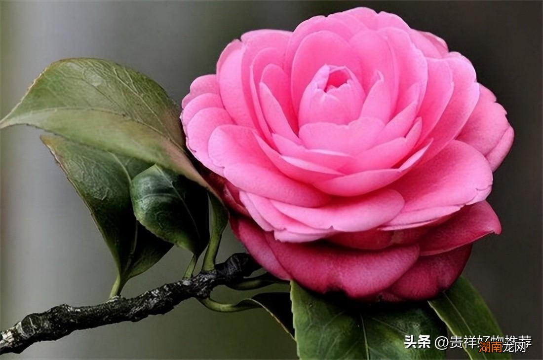 北方冬天适合养的10种极耐寒花卉 北方耐寒花卉排行榜