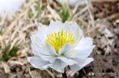 北方冬天适合养的10种极耐寒花卉 北方耐寒花卉排行榜