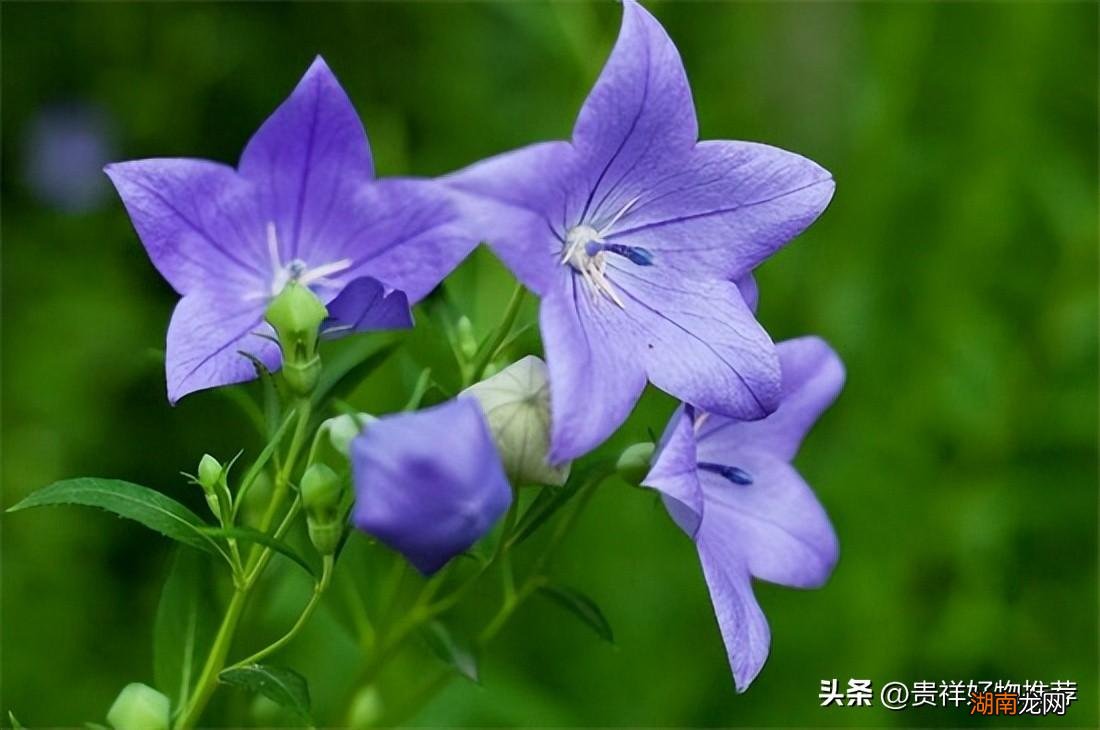 北方冬天适合养的10种极耐寒花卉 北方耐寒花卉排行榜