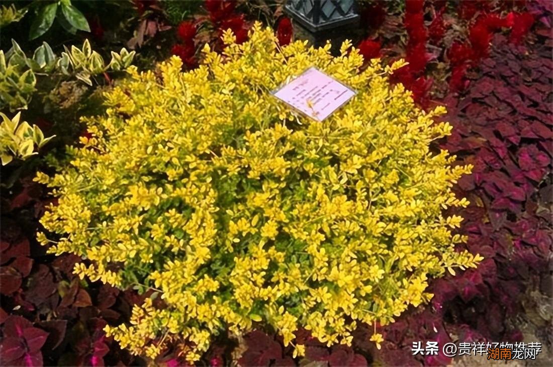 北方冬天适合养的10种极耐寒花卉 北方耐寒花卉排行榜