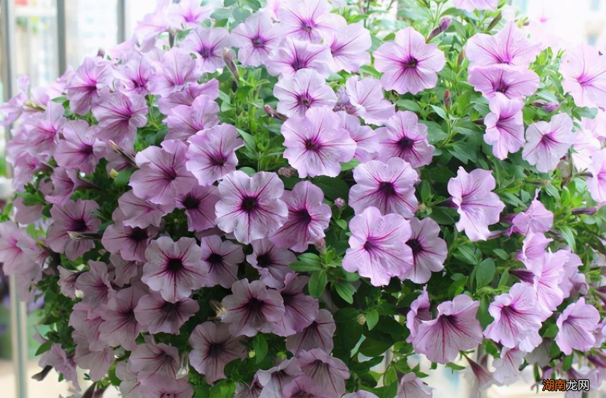 花草打顶的好处及技巧分享 植物打顶是什么意思