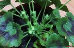 花草打顶的好处及技巧分享 植物打顶是什么意思