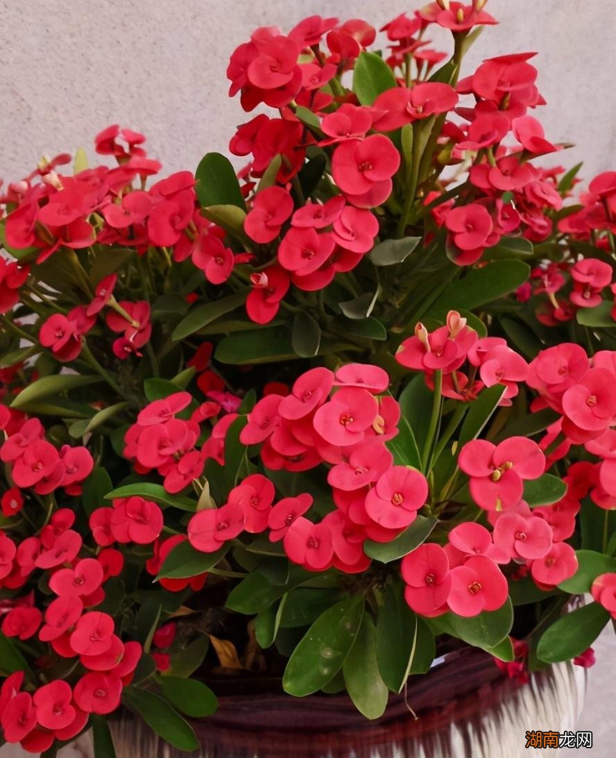 花草打顶的好处及技巧分享 植物打顶是什么意思