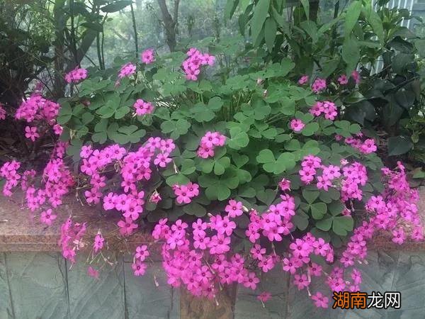 适合室内养的5种大盆绿植 大花盆种什么植物好看图片